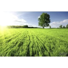 The Future of Solar Water Pumps: Trends and Innovations Green Technology Drives Irrigation Industry Advancement