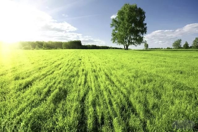 The Future of Solar Water Pumps: Trends and Innovations Green Technology Drives Irrigation Industry Advancement