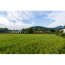 Large-Scale Solar Irrigation Systems: How Distributors of Solar Pump Cater to the Needs of Large Agricultural Projects