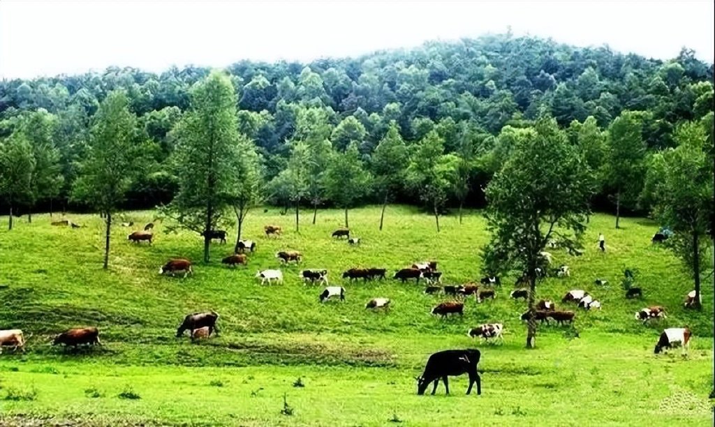 Application of Solar Pumps in Livestock Water Supply
