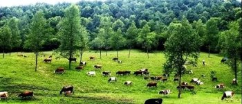 Application of Solar Pumps in Livestock Water Supply