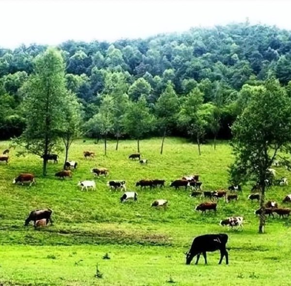 Application of Solar Pumps in Livestock Water Supply