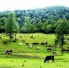 Application of Solar Pumps in Livestock Water Supply