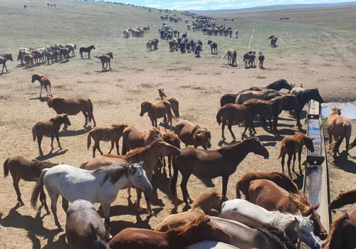 太阳能水泵:牧场的绿色“水动力”