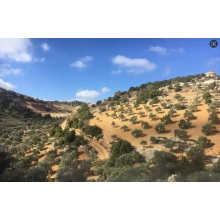 Empowering Middl-east countries Agriculture: DIFFUL Solar Water Pumps Address Irrigation Challenges with Localized Solutions