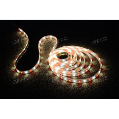 CE, RoHS Approved Colorful 12V LED Strip Lights Applied for Decoration Filed
