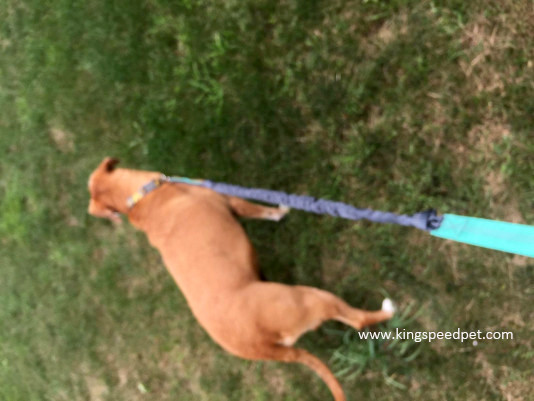 running bungee dog leash