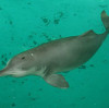 ¿Verdad o mentira? Reaparece delfín blanco en el río Yangtze