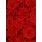 Modern design machine made polyester red flower pattern carpets