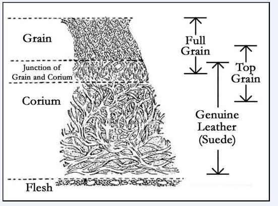 Anatomical layer of cowhide