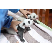 twin pandas born 100 days and growing fast