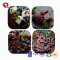 TTN Hot Sale Best Freeze Dried Blueberries Fruit Chinese Dried Food