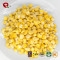 TTN Wholesale Freeze Dried  Sweet Corn Of China Suppliers