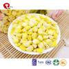 TTN Natural Sweet Corn Market Wholesale Price Kids Love Snacks