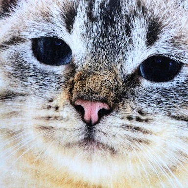Cat Towels