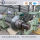 SGCH A653 Hot Dipped Galvanized Steel Coil with Regular Spangle