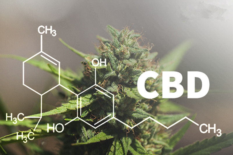 The Rise of CBD Has Led to a Medical Cannabis Revolution
