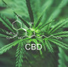 What You Need to Know About CBD?
