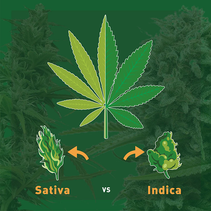 The Difference Between Main Types of Cannabis Strains: Sativa VS Indica