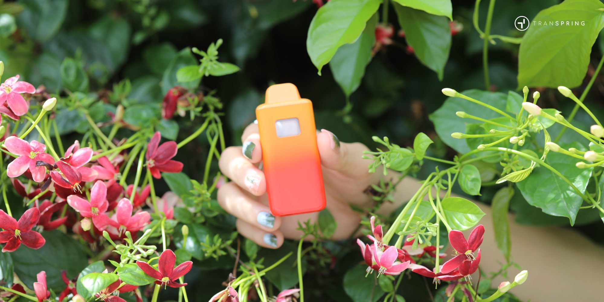 Cannabis vape nearby-Cannabis vape disposable-Cannabis vape best