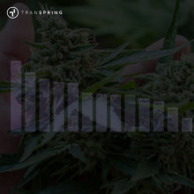 U.S. Cannabis Vape Sales Outlook: Growth Concentrates in MI & CA, New States Rising Fast