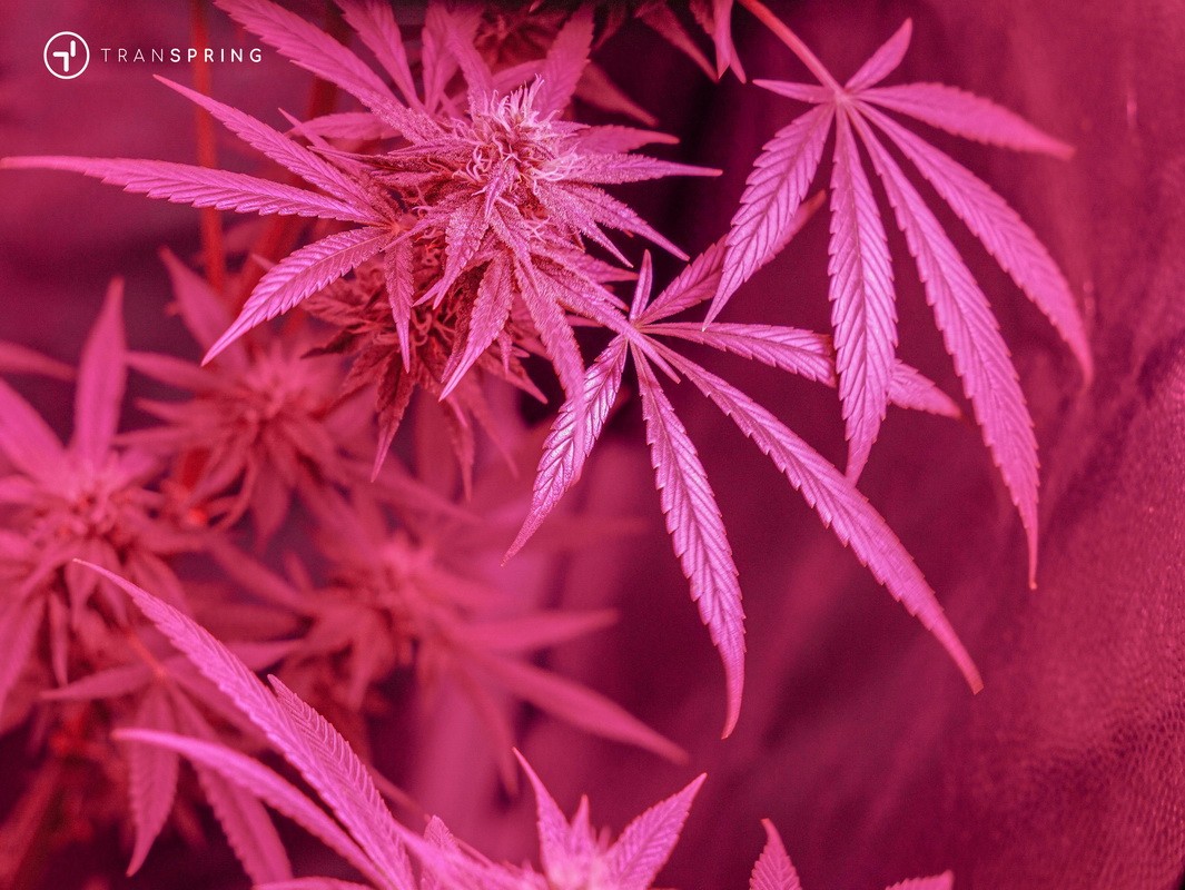 The Hidden Power of Terpenes: What Makes Your Cannabis Vape Experience Unique