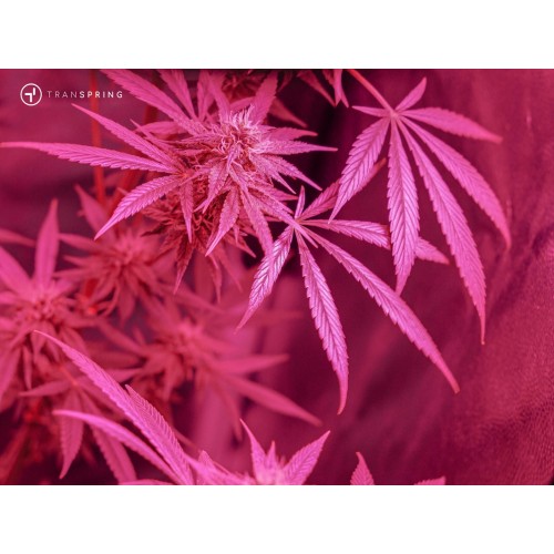 El poder oculto de los terpenos: qué hace que tu experiencia de vapeo de cannabis sea única