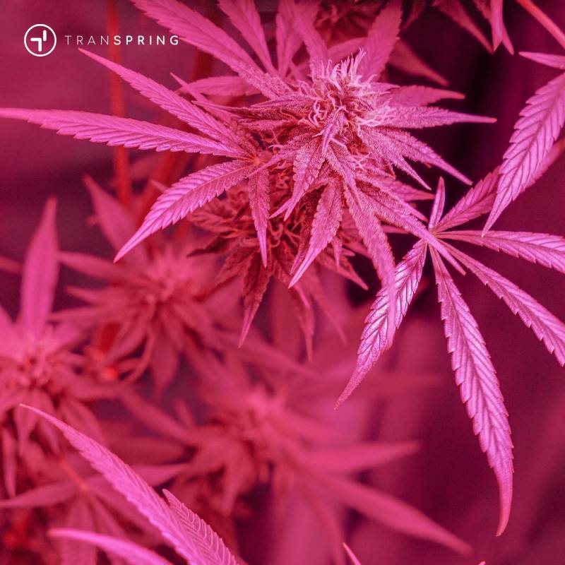 The Hidden Power of Terpenes: What Makes Your Cannabis Vape Experience Unique