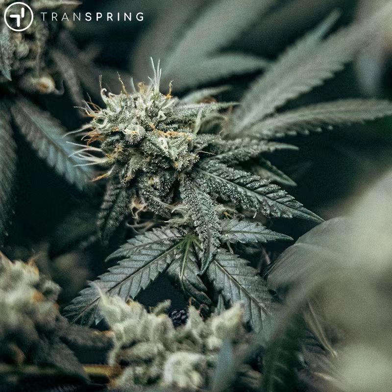 Indica vs. Sativa vs. Vape Pens: How to Choose the Right Strain?