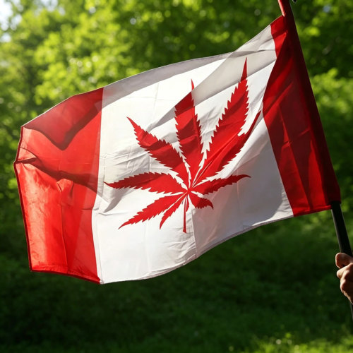 Comprender el mercado canadiense del cannabis: estructura, tendencias y oportunidades.