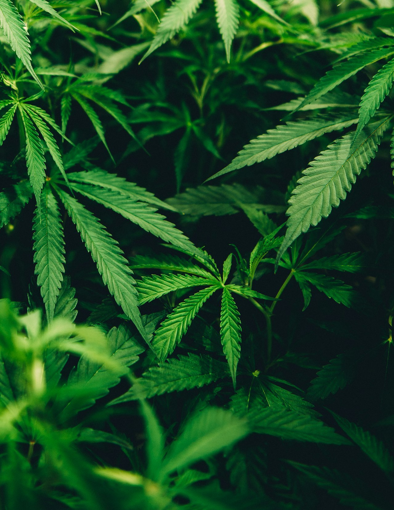 Macro close up of a cannabis plant, the extract source behind THC vape oil