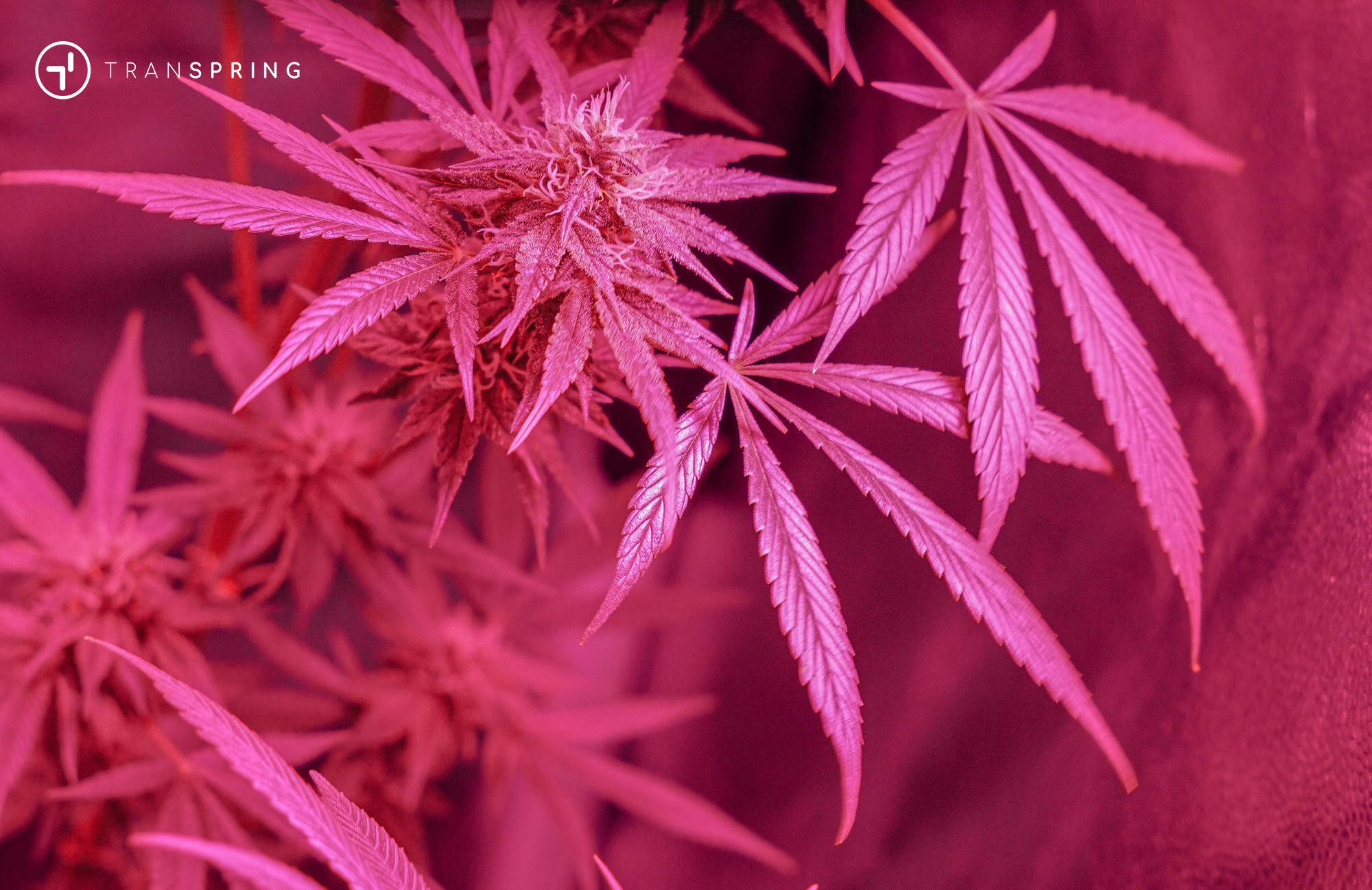 What terpenes are good for vaping-Terpenes oil vape-Terpenes for vape carts