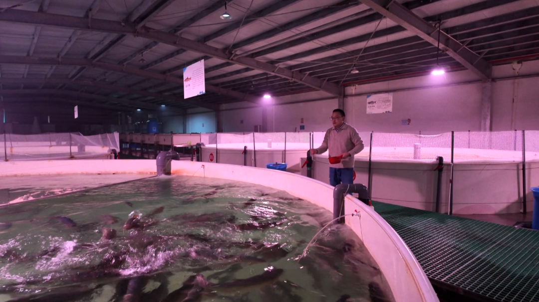 冷能养殖冷水鱼