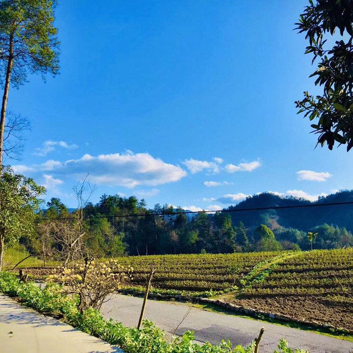 Small Village in Hubei under Coronavirus Disease