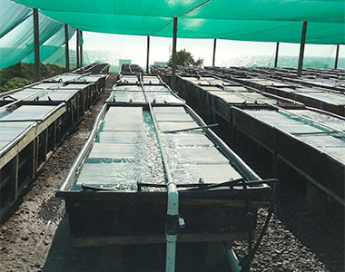 abalone culturing farm