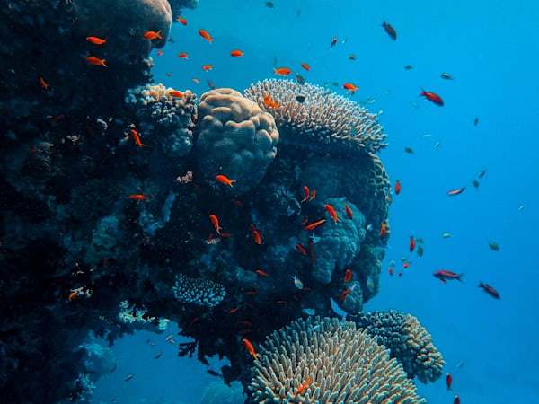 Marine ocean aquaculture environment for PVC abalone culturing sheet application