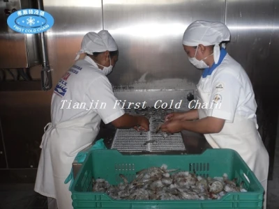 China Congelador rápido espiral 600kg / h rentable para los mariscos congelados