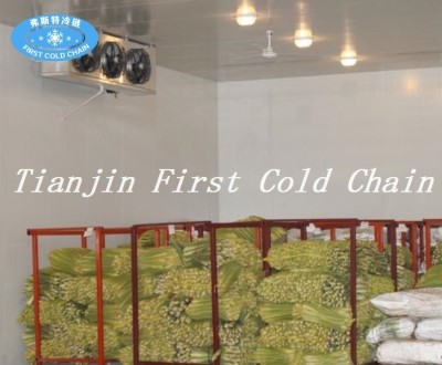 Chambre froide hautement efficace pour la viande ou le poisson congelés