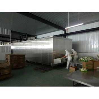 China FST factory supply Cost-effective 1000kg/h Tunnel freezer for fish freeze