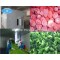 High Quality  Fluidized Quick Freezing /IQF freezer for Vegetable /Fruit/ French Fries