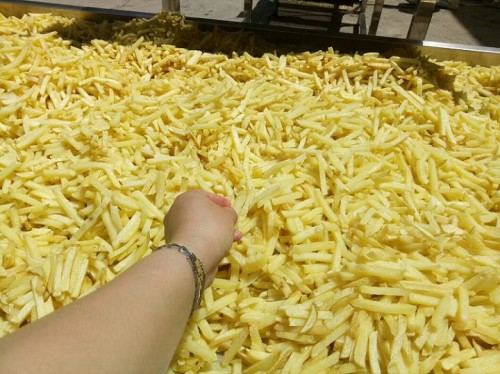 Frites de pommes de terre surgelées faisant frites faisant la machine de chaîne de production