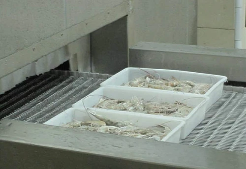 Aumente su producción de alimentos con el rentable congelador en espiral FSL500 de China: perfecto para dumplings congelados