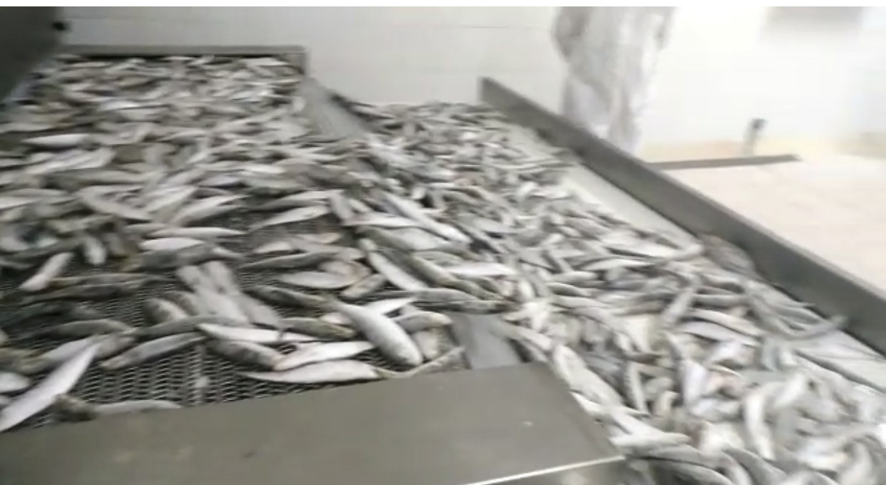 tunnel freezer for fish