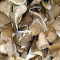 Dried oyster mushroom