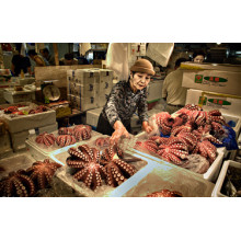 High octopus price opens Japan’s market to new suppliers