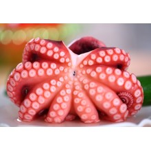 Moroccan octopus prices continue to strengthen
