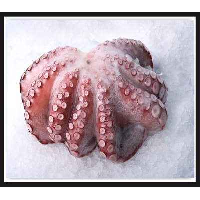 Gaishi frozen octopus