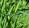 Whether to use urea or compound fertilizer for fertilizing leeks needs