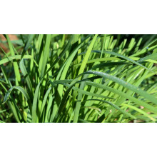 Whether to use urea or compound fertilizer for fertilizing leeks needs