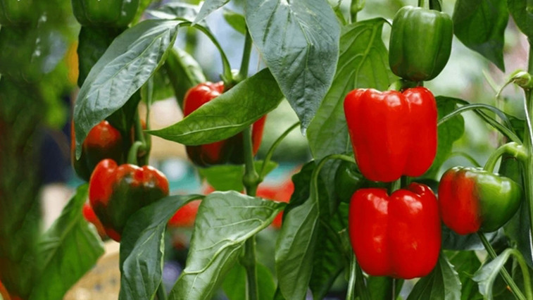 How To Fertilize Pepper Plants BY:Cynthia